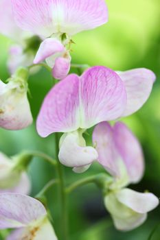 everlasting sweet pea