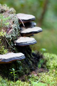 Several tree fungus on an old stump
