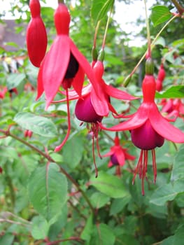 fuschia