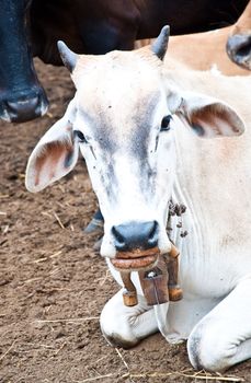 thai cow