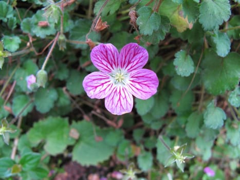 Erodium