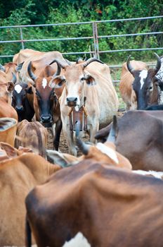 thai cow farm