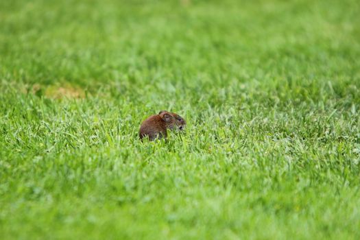 house mouse