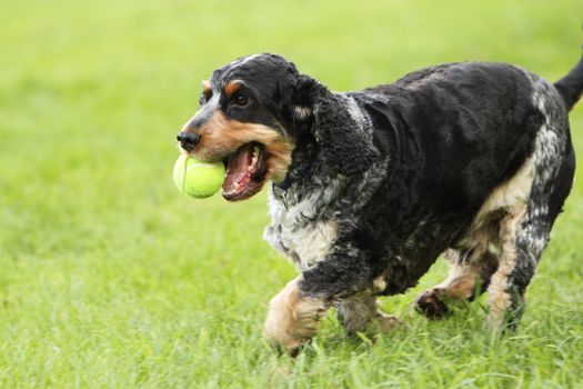 English cocker spaniel