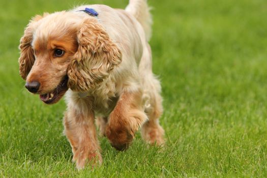 English cocker spaniel