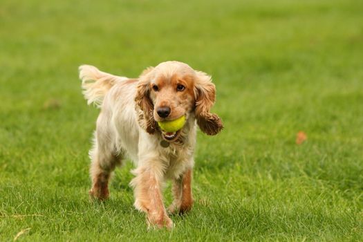 English cocker spaniel