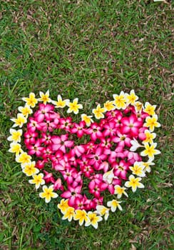 heart flowers