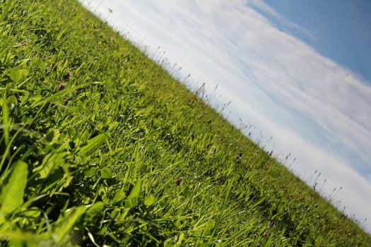 plain grass meadow