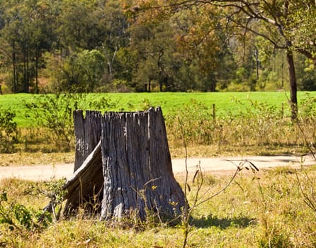 Scenic background old logged  tree trunk  burnt stump against green farm  pasture 