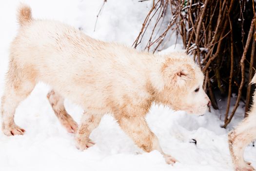A white central asian puppy walking on snow near a border
