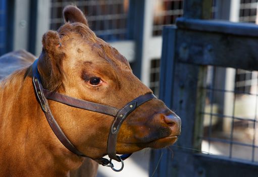 Head of a young brown cow with soft focus fence in background