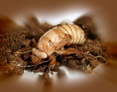 ustralian Christmas beetle larvae  Scarabaeidae Anoplognathus metamorphisis