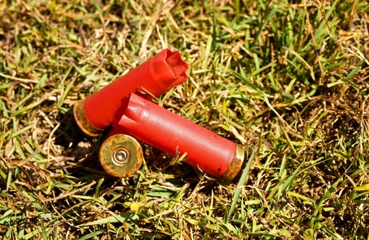 Used fired shells empty red shot gun  bullet cartridges on grass background