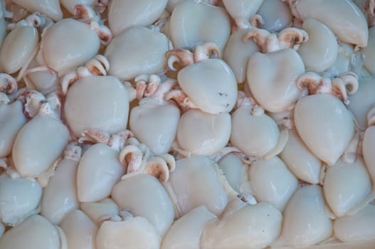 squid