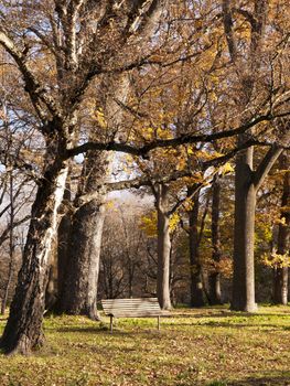 A chiar in a park in autumn