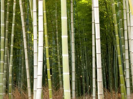 Bamboo forest in Tenryu-ji Temple, Kyoto, Japan
