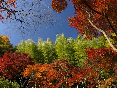 Autumn season at the garden of Tenryu-ji Temple in Kyoto, Japan