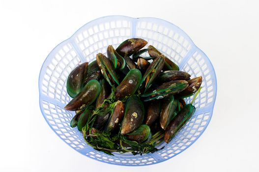 Asian green mussel