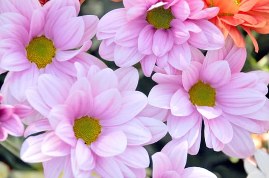 Colorful fresh spring daisies flowers