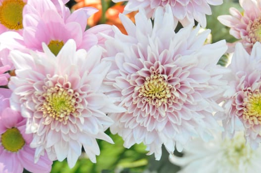 Colorful fresh spring daisies flowers