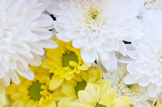 Colorful fresh spring daisies flowers