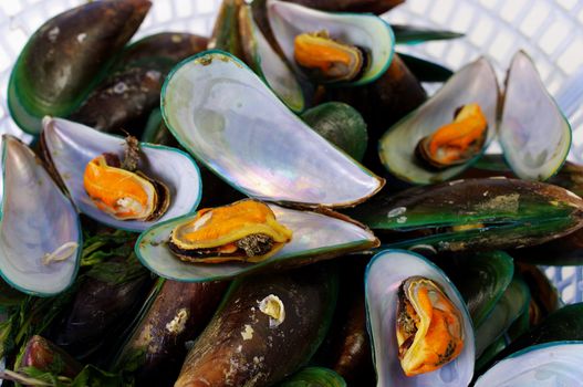 Asian green mussel