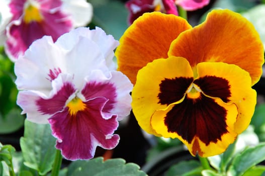 Close up of violet pansy. Viola tricolor flower 