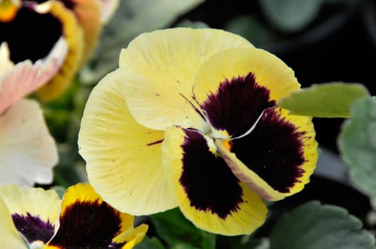 Viola tricolor flower 
