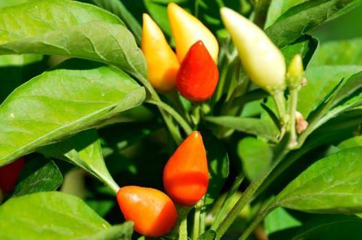 Little red hot Chile peppers 