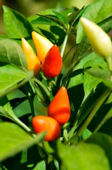 Little red hot Chile peppers