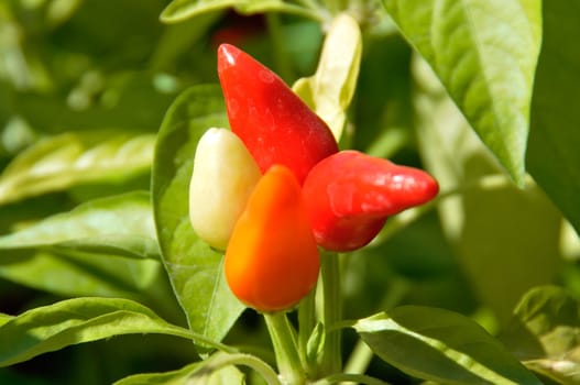 Little red hot Chile peppers