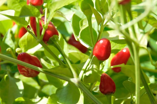 Little red hot Chile peppers