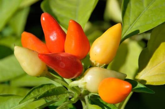 Little red hot Chile peppers