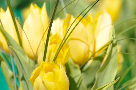 Spring background with beautiful yellow tulips 