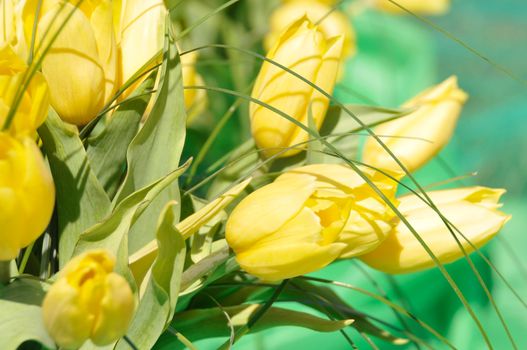  background with beautiful yellow tulips