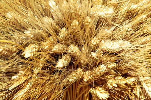 Closeup of golden wheat 