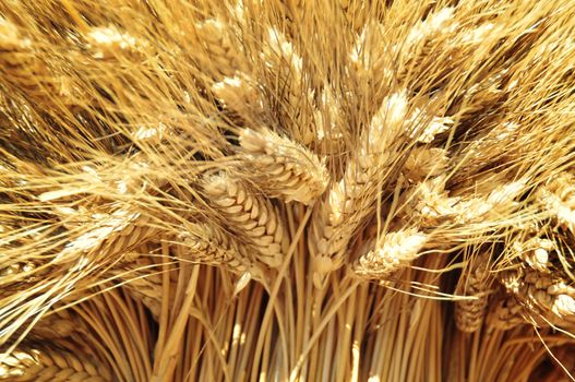 Closeup of golden wheat