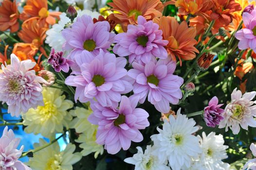 beautiful background of fresh flowers