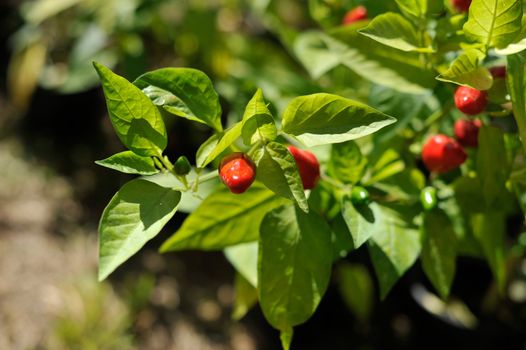 Little red hot Chile peppers
