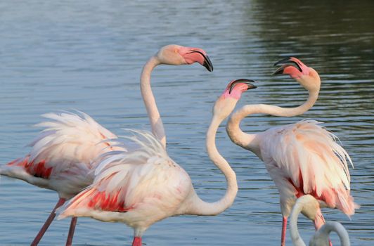 Three flamingos fightinig in Camargue, France