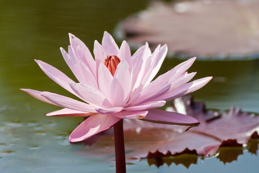 beautiful lotus with water 