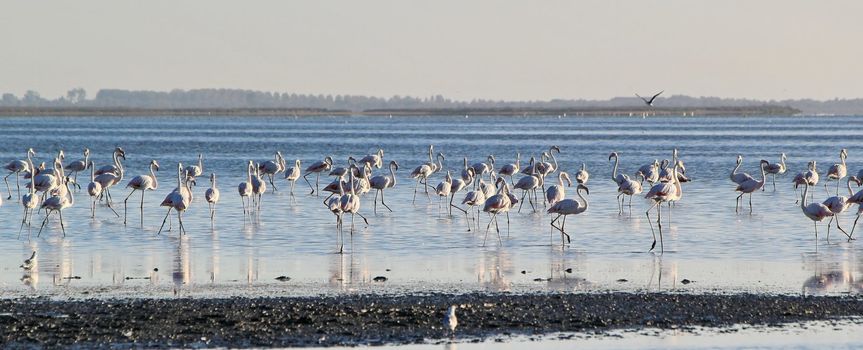 Flamingos, regional park of Camargue, Provence, France