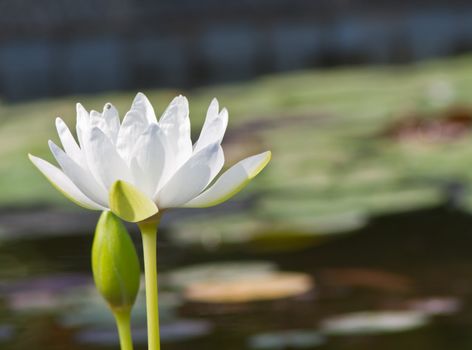 beautiful lotus with water 