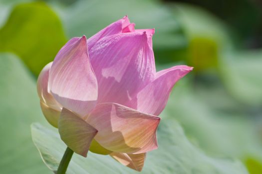 beautiful lotus with water 