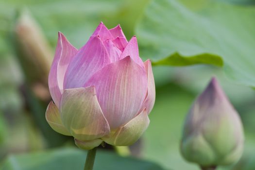 beautiful lotus with water 