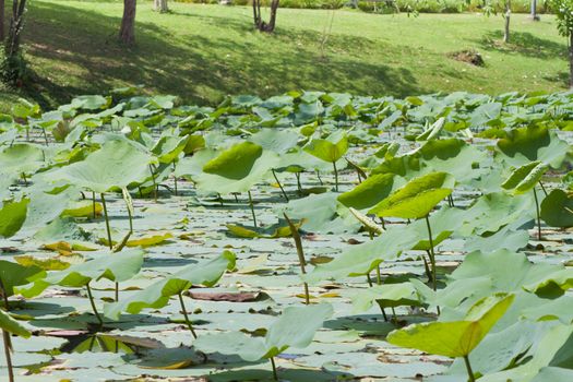 beautiful lotus with water