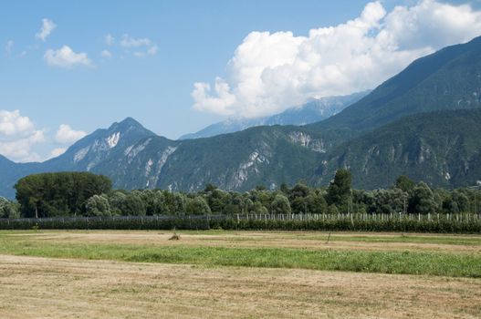 trentino landscape north Italy in summer