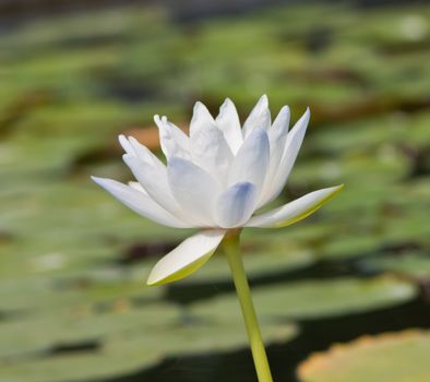 beautiful lotus with water 