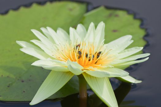 beautiful lotus with water 