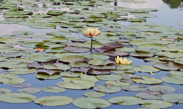 beautiful lotus with water 